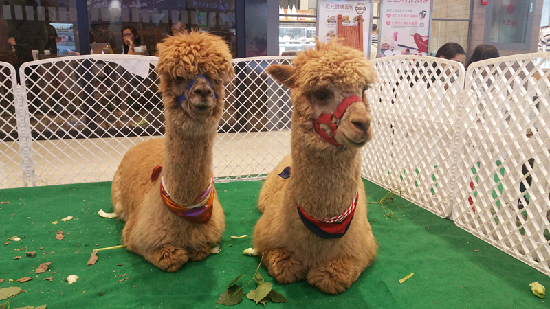 DG视讯·(中国区)官方网站