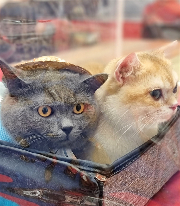 DG视讯·(中国区)官方网站