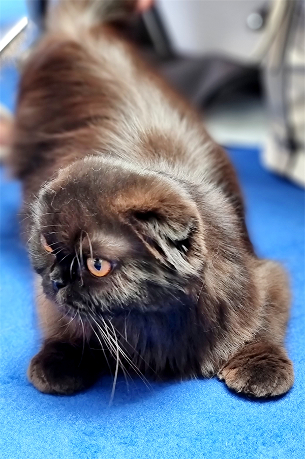 DG视讯·(中国区)官方网站