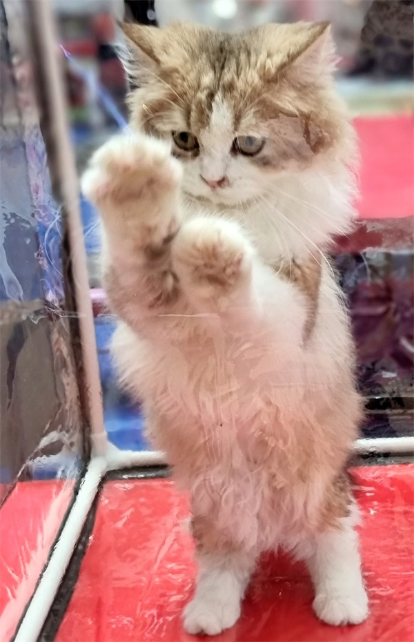 DG视讯·(中国区)官方网站