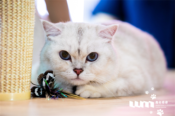 DG视讯·(中国区)官方网站