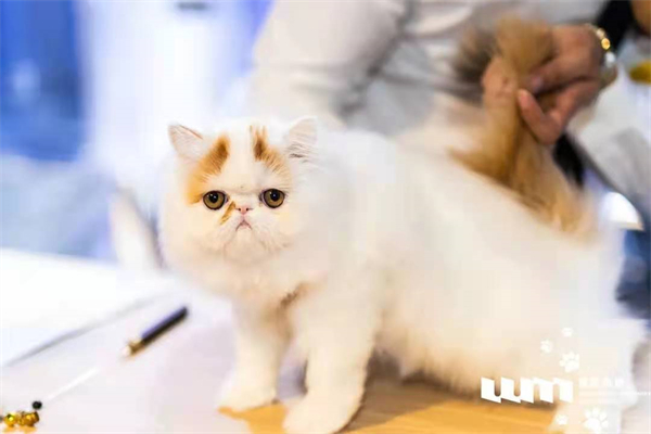 DG视讯·(中国区)官方网站