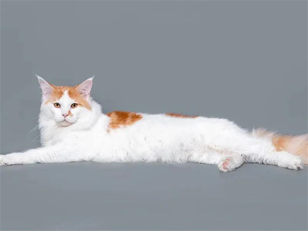 DG视讯·(中国区)官方网站