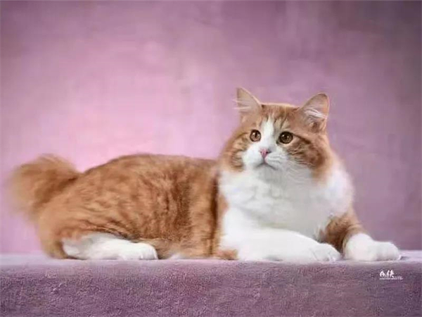 DG视讯·(中国区)官方网站