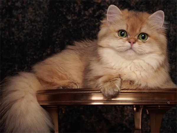 DG视讯·(中国区)官方网站