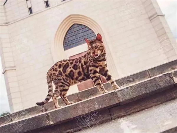 DG视讯·(中国区)官方网站