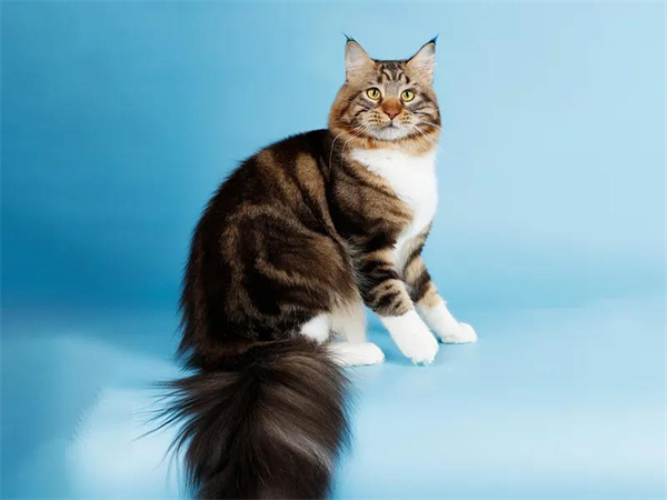 DG视讯·(中国区)官方网站