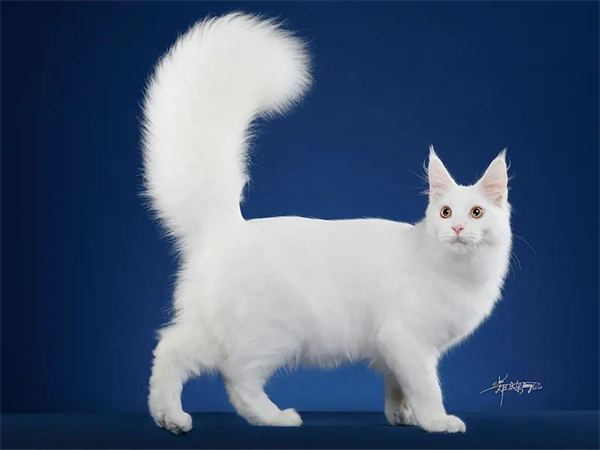 DG视讯·(中国区)官方网站