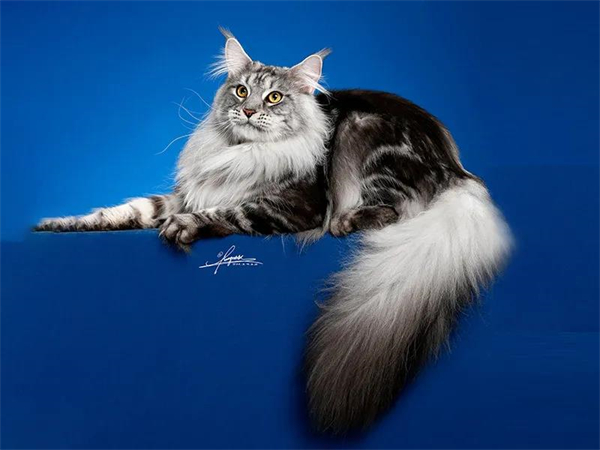 DG视讯·(中国区)官方网站