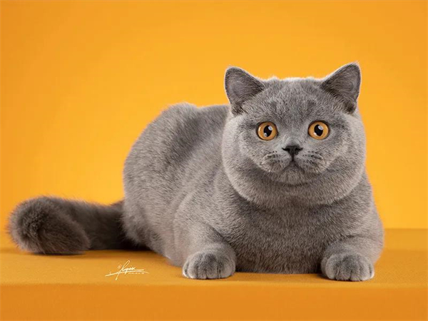 DG视讯·(中国区)官方网站