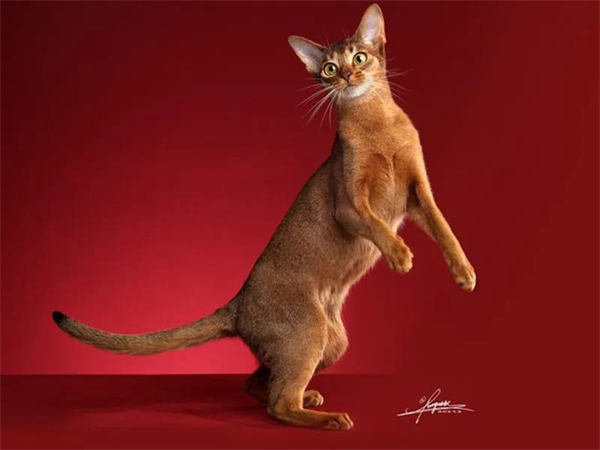 DG视讯·(中国区)官方网站